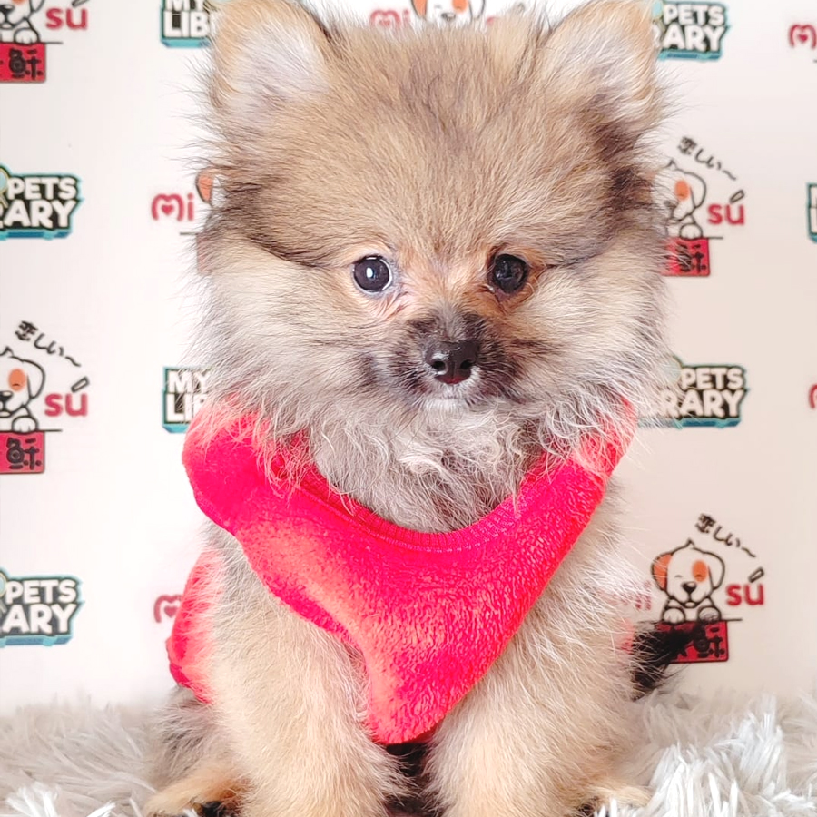 Pomeranian Puppy (Male) For Sale