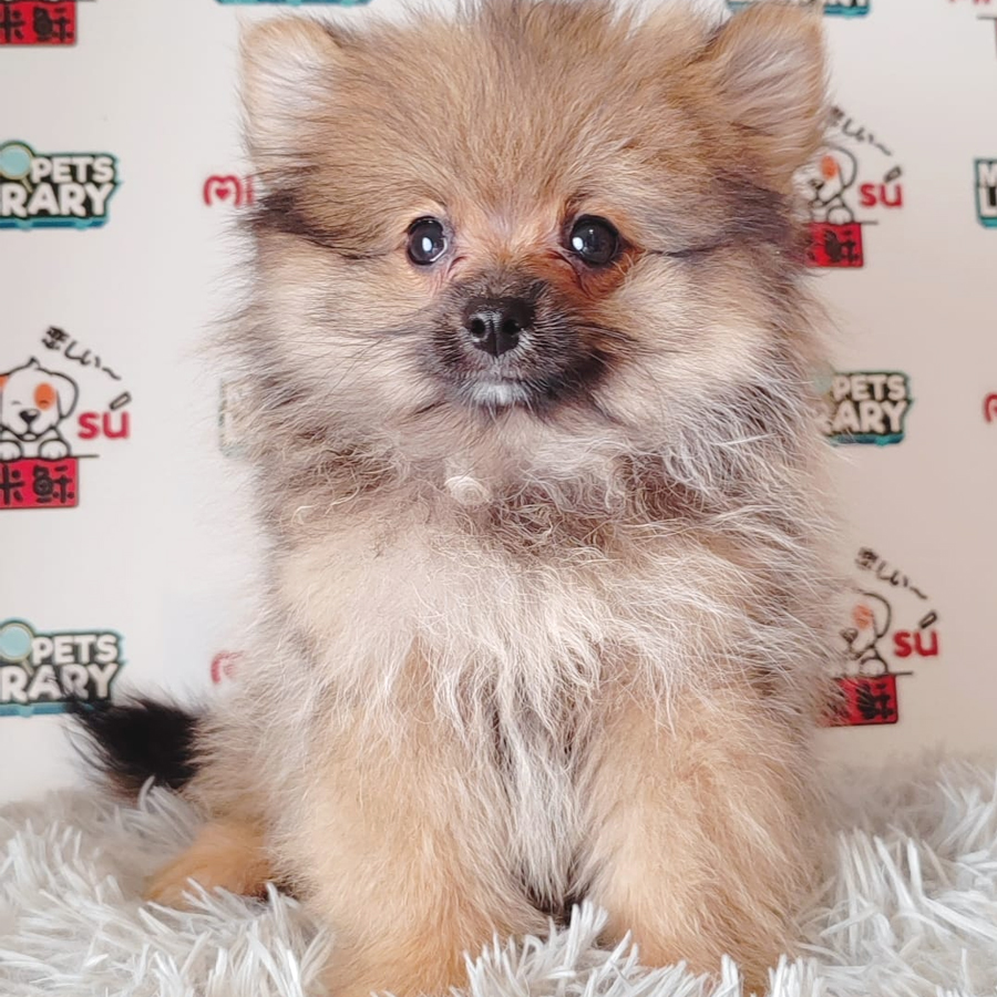Pomeranian Puppy (Male) For Sale