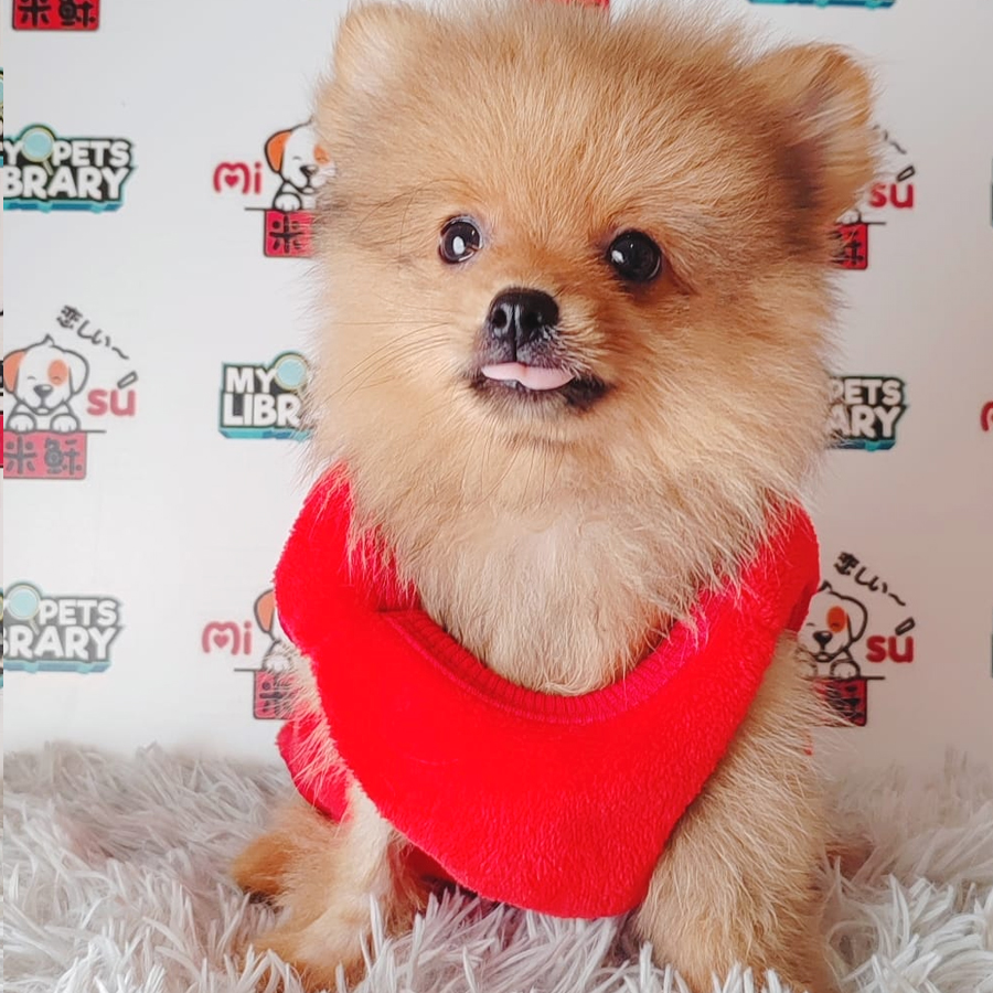 Pomeranian Puppy (Male) For Sale