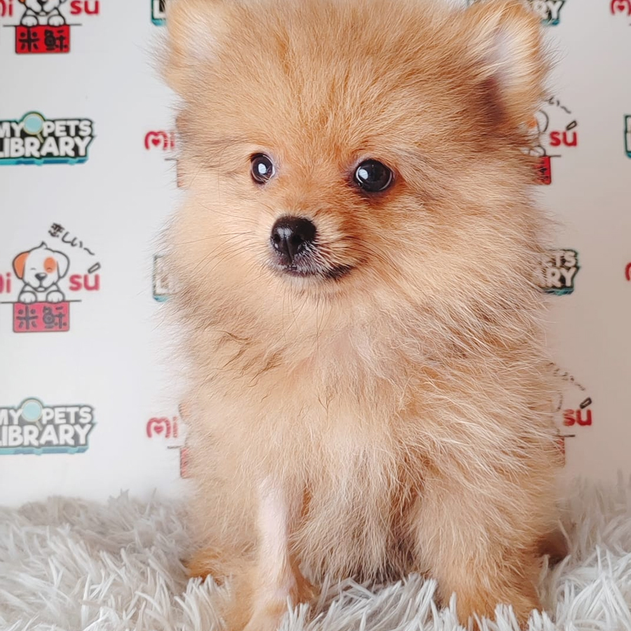 Pomeranian Puppy (Male) For Sale