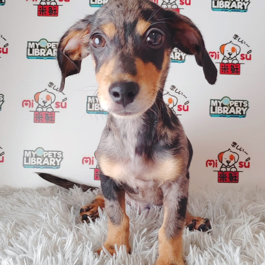 Miniature Dachshund Puppy (Male) For Sale