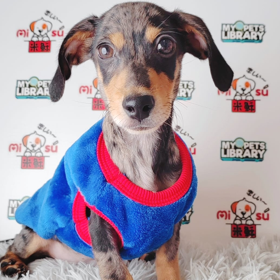 Miniature Dachshund Puppy (Male) For Sale