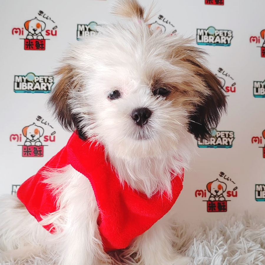 Shih Tzu Puppy (Female) For Sale