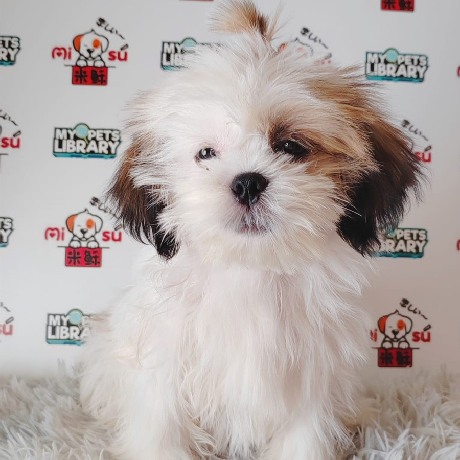 Shih Tzu Puppy (Female) For Sale