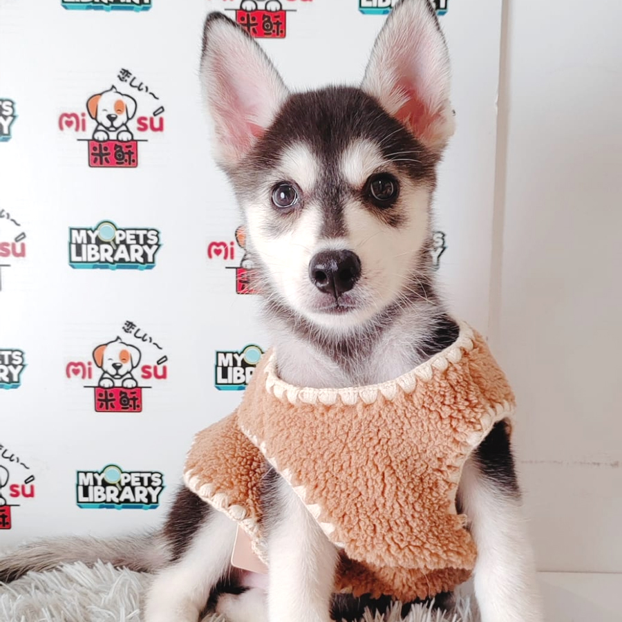 Siberian Husky Puppy (Male) For Sale