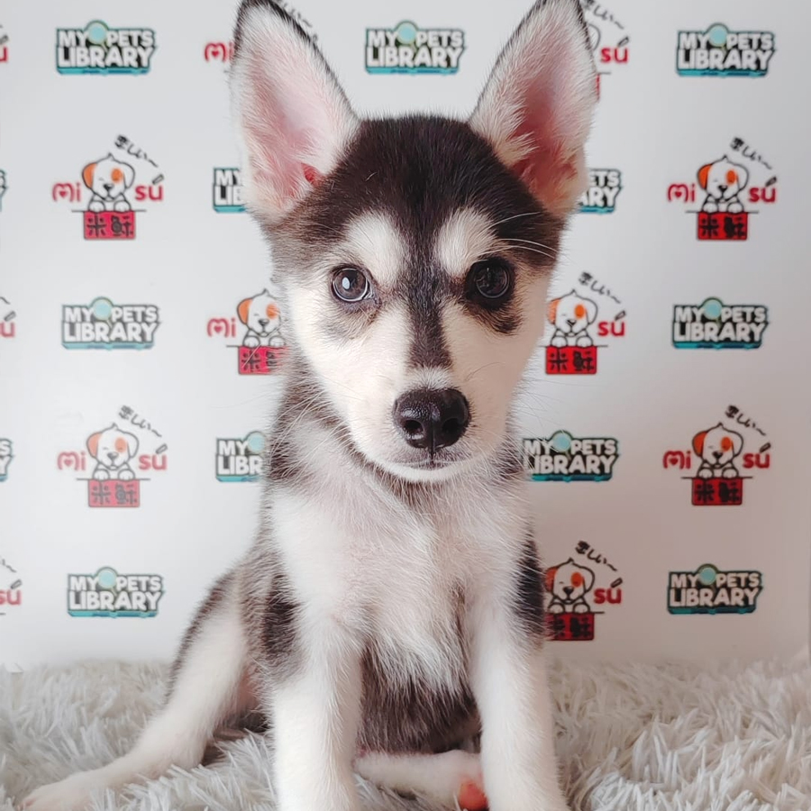 Siberian Husky Puppy (Male) For Sale