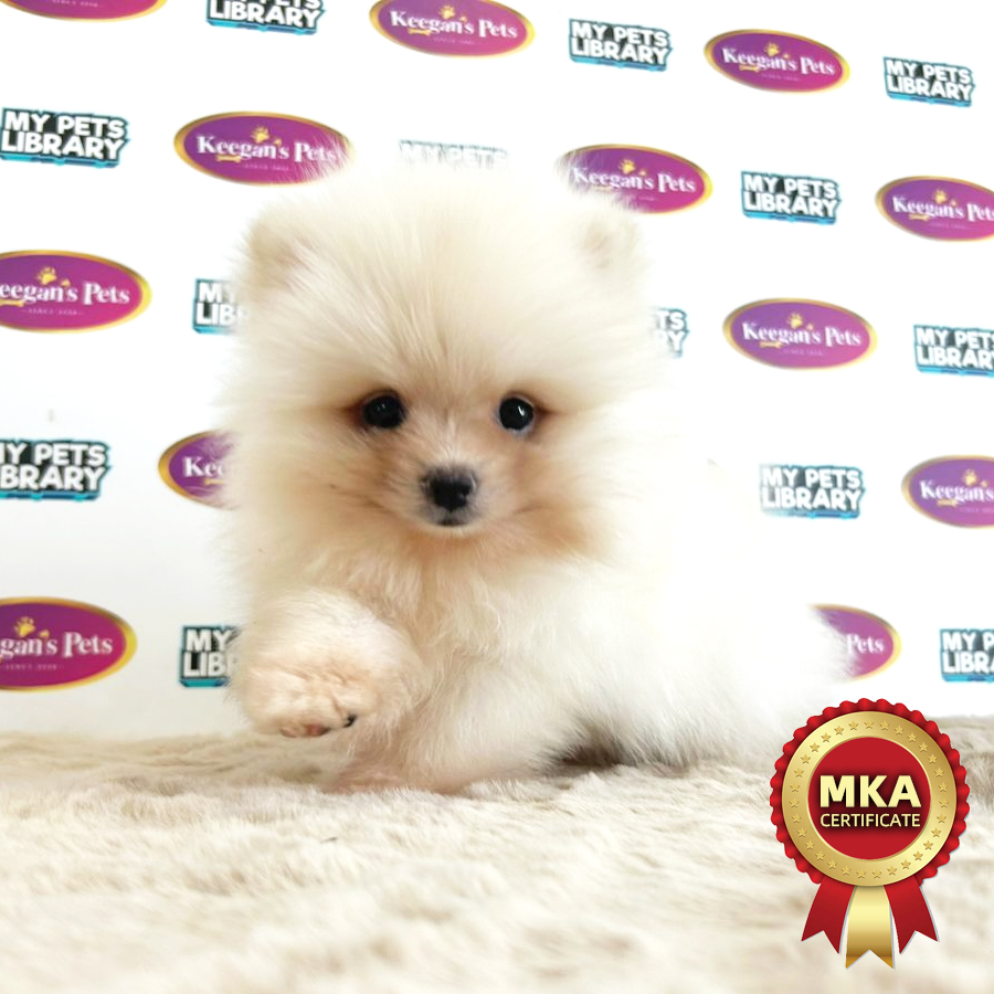 MKA Pomeranian Puppy (Male) For Sale