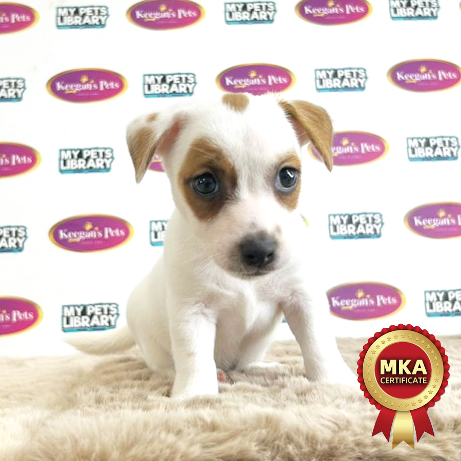 MKA Jack Russell Puppy (Male) For Sale