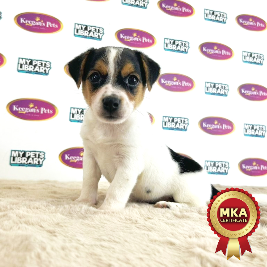 MKA Jack Russell Puppy (Male) For Sale