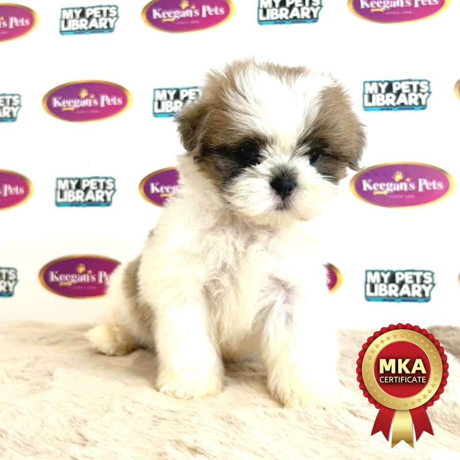 MKA Shih Tzu Puppy (Male) For Sale