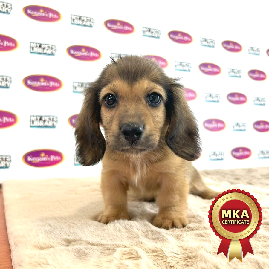 MKA Longcoat Miniature Dachshund Puppy (Male) For Sale