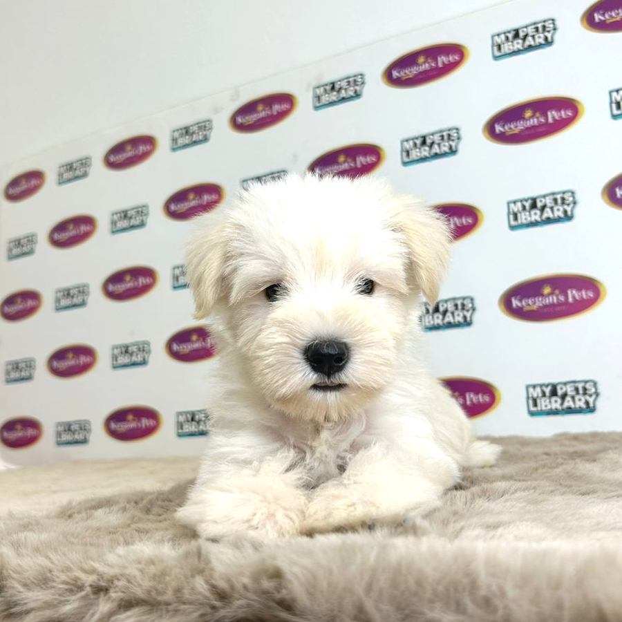 Schnauzer Puppy (Male) For Sale
