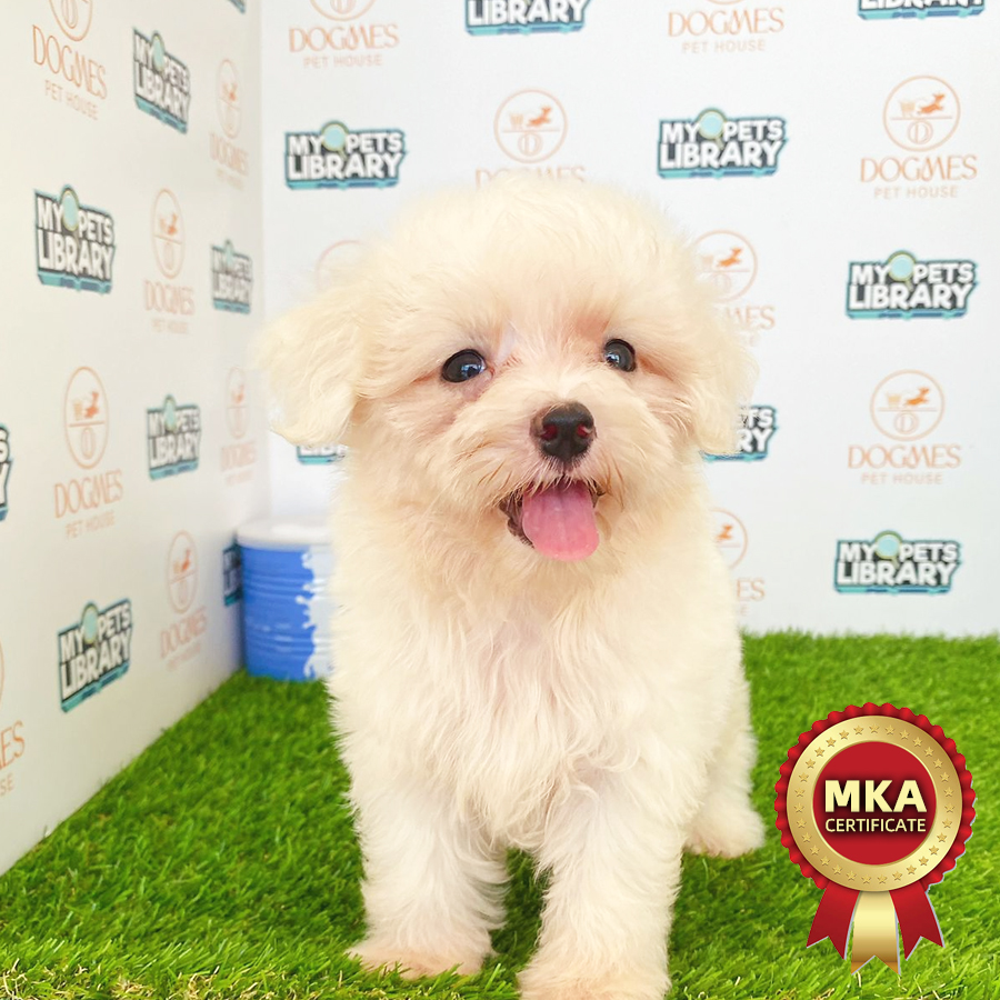 MKA Tiny Maltese Puppy (Male) For Sale