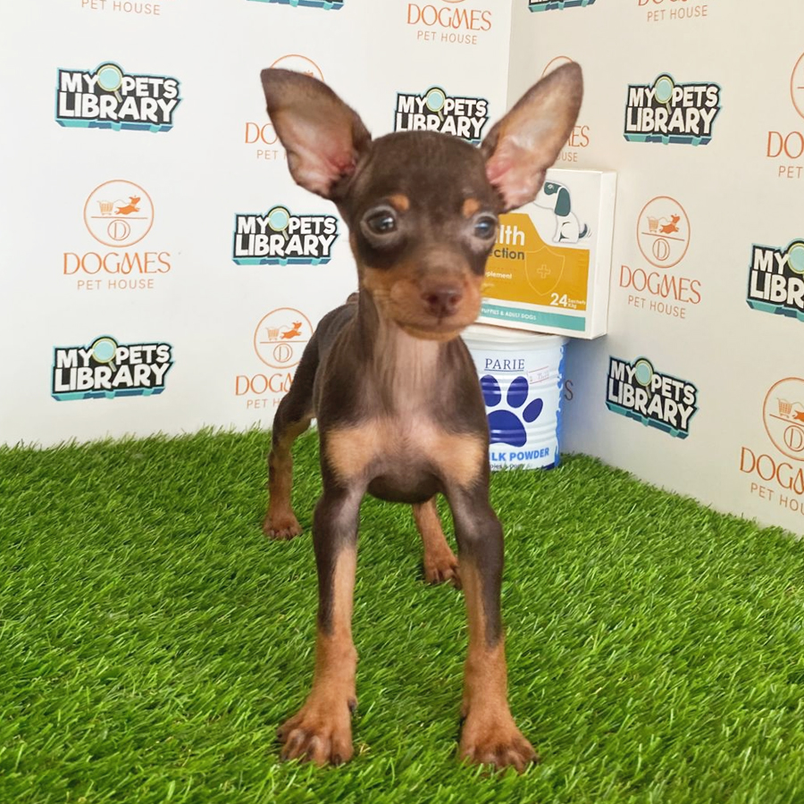 Pinscher Puppy (Male) For Sale