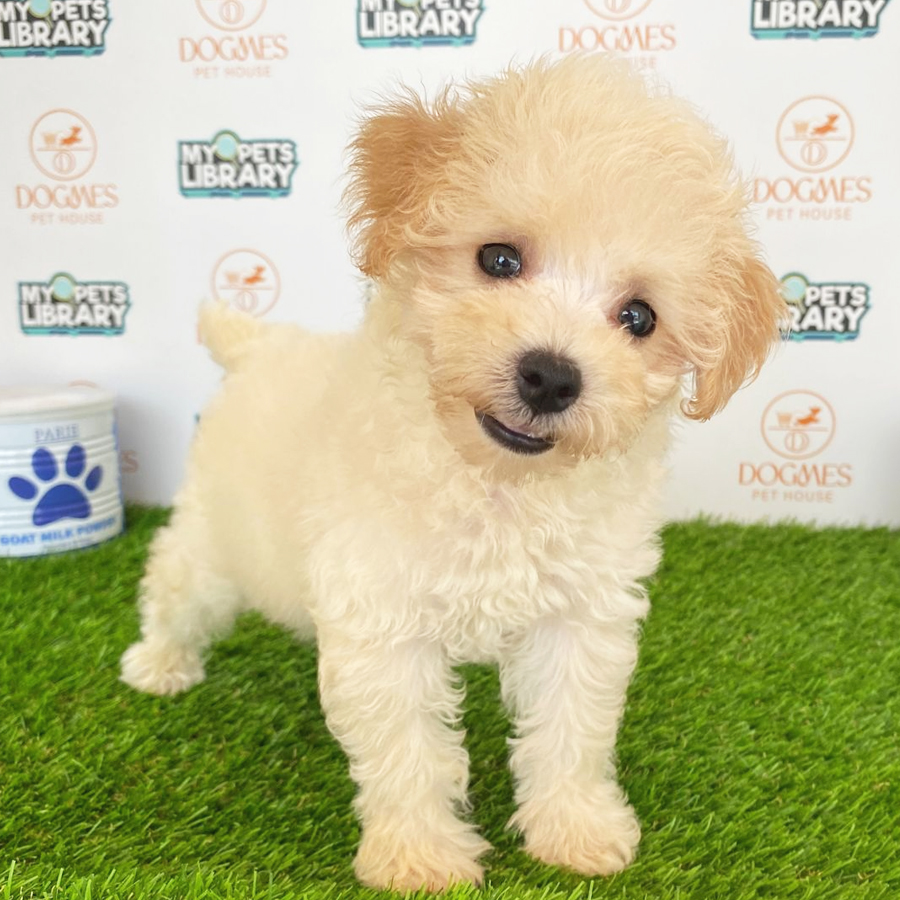 Toy Poodle Puppy (Female) For Sale