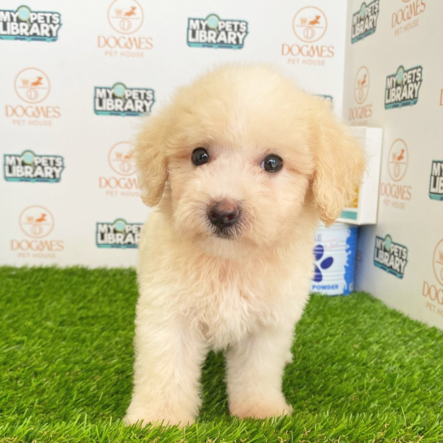 Toy Poodle Puppy (Male) For Sale