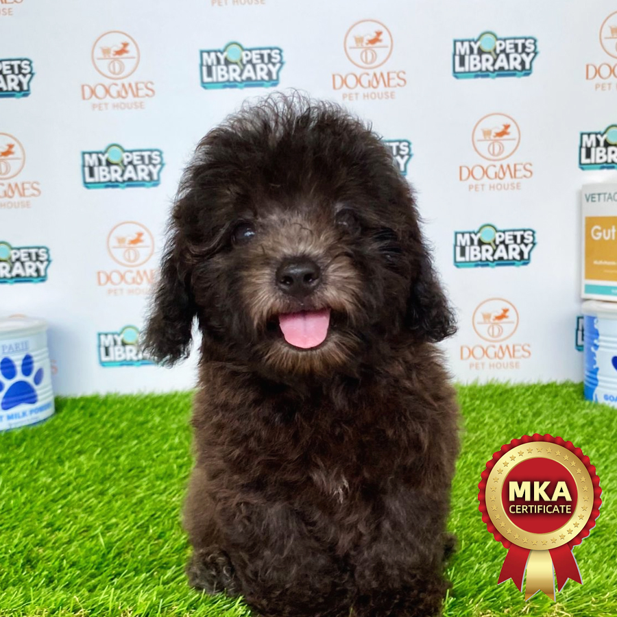 MKA Toy Poodle Puppy (Male) For Sale