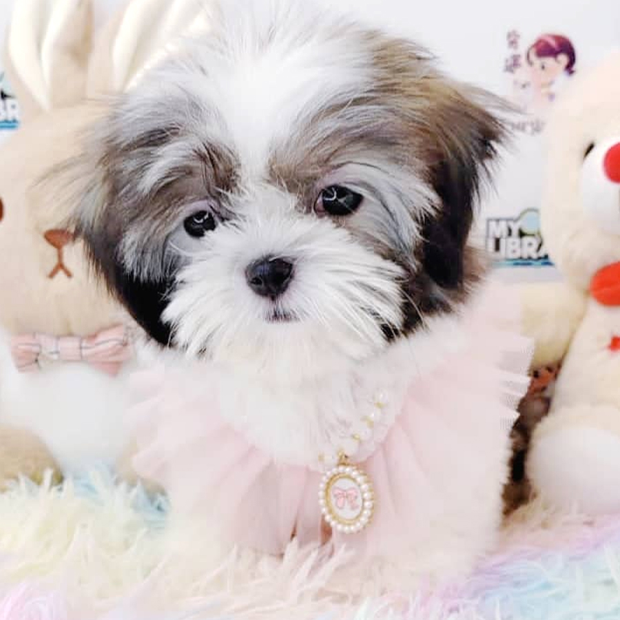 Shih Tzu Puppy (Female) For Sale