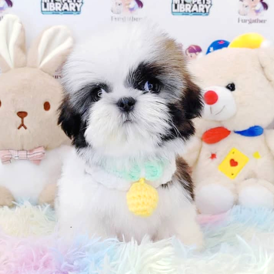Shih Tzu Puppy (Female) For Sale