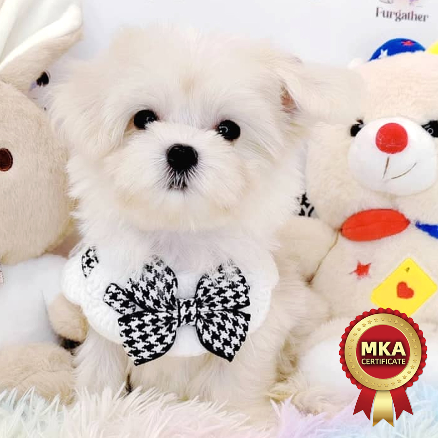 MKA Maltese Puppy (Male) For Sale