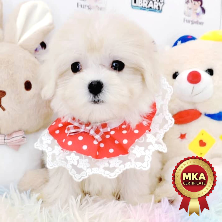 MKA Maltese Puppy (Male) For Sale