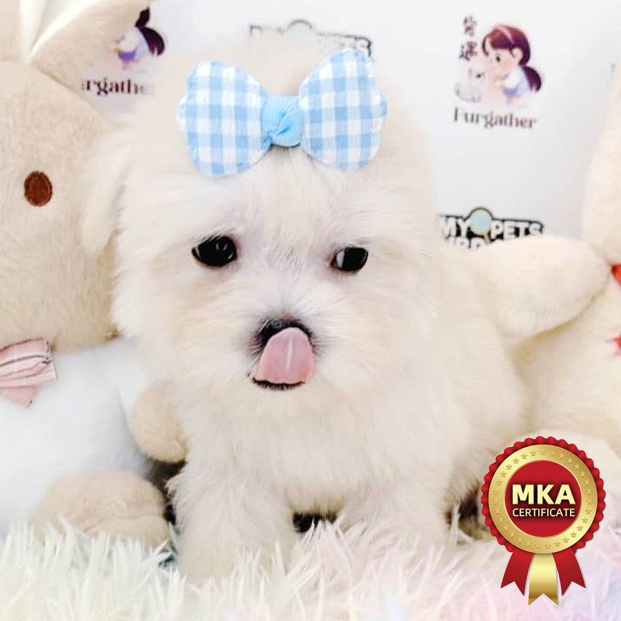 MKA Maltese Puppy (Male) For Sale