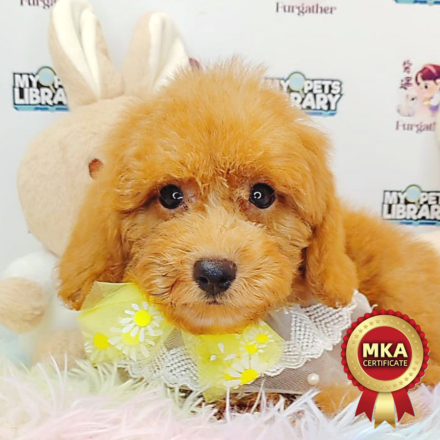 MKA Toy Poodle Puppy (Male) For Sale