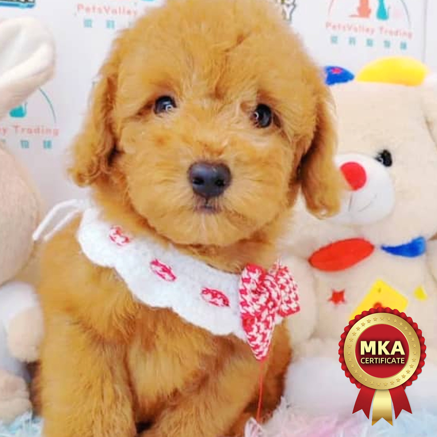 MKA Toy Poodle Puppy (Male) For Sale