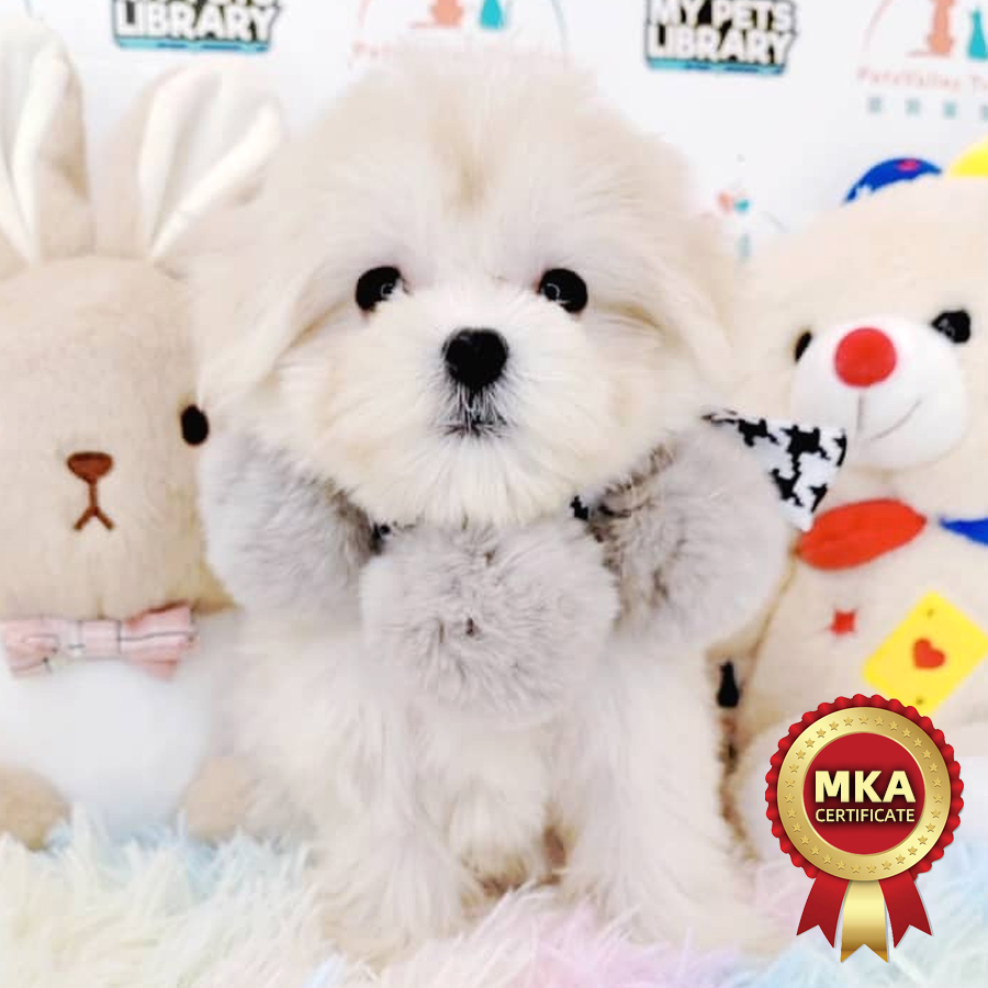 MKA Maltese Puppy (Male) For Sale