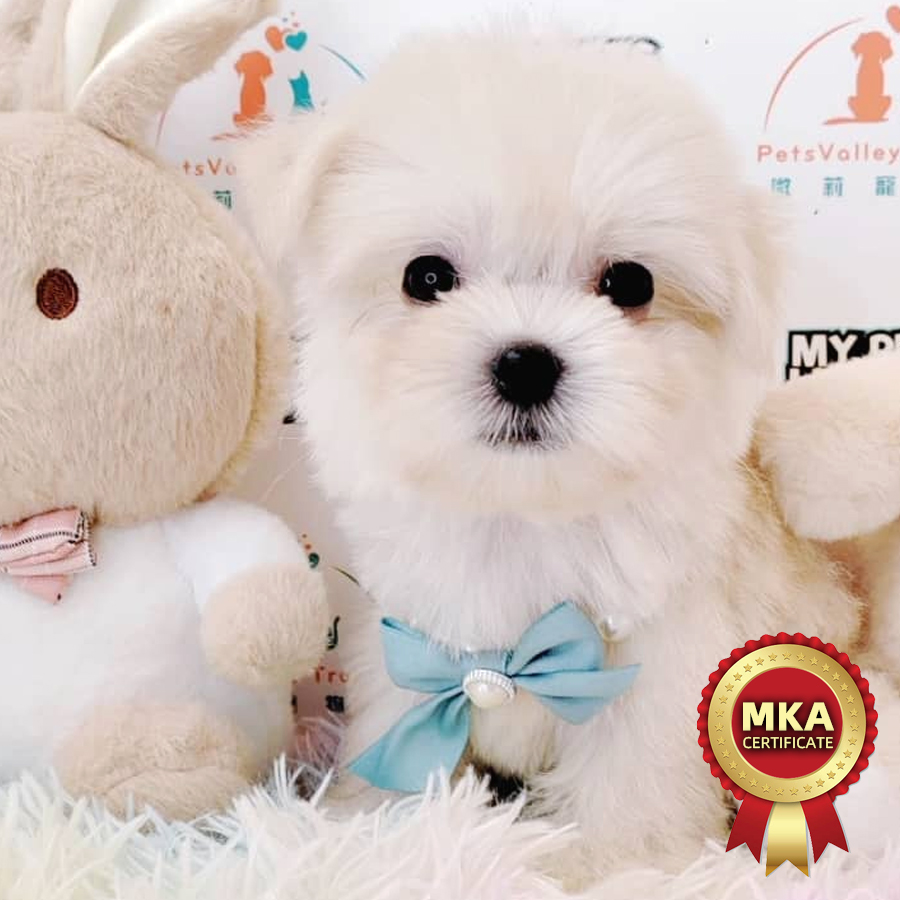 MKA Maltese Puppy (Male) For Sale