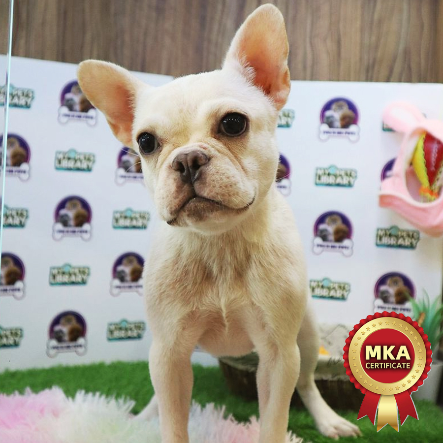 MKA French Bulldog Puppy (Female) For Sale