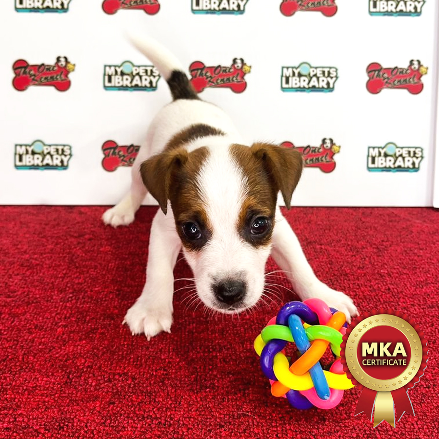 MKA Jack Russell Puppy (Male) For Sale
