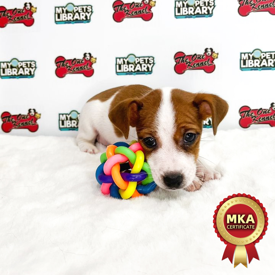 MKA Jack Russell Puppy (Male) For Sale