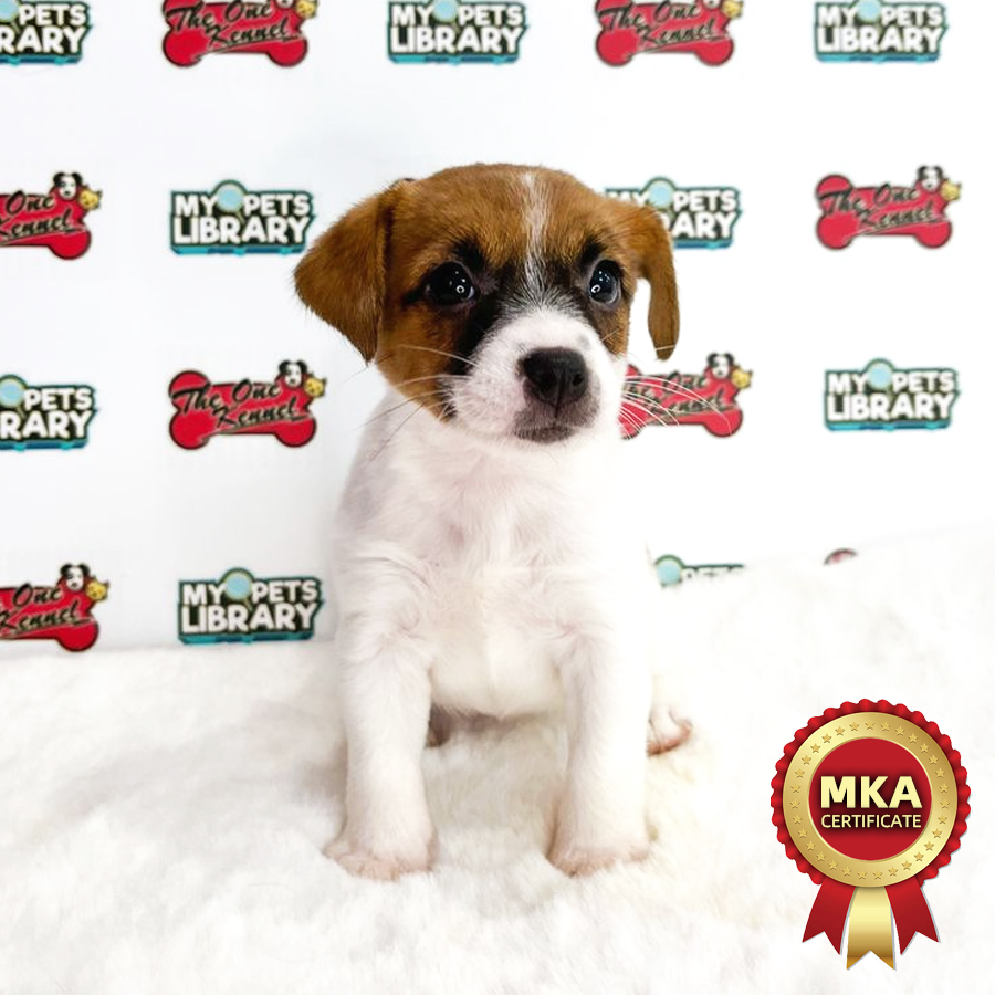 MKA Jack Russell Puppy (Female) For Sale