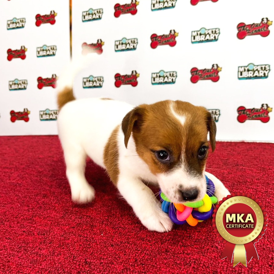 MKA Jack Russell Puppy (Female) For Sale