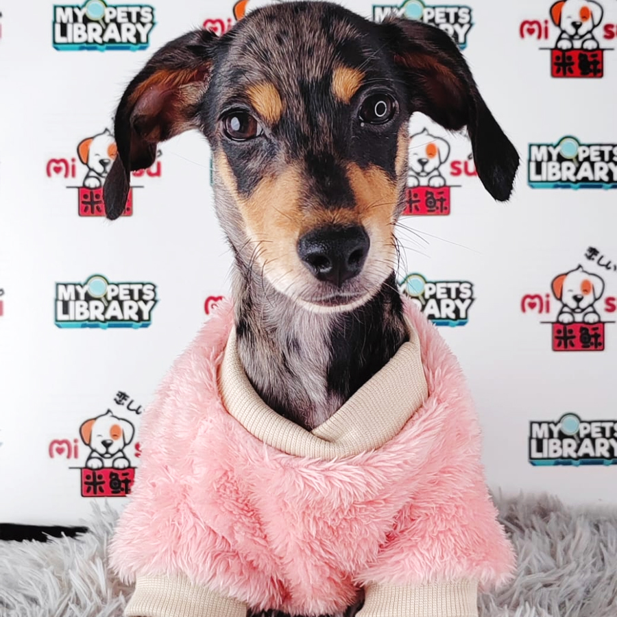 Miniature Dachshund Puppy (Male) For Sale