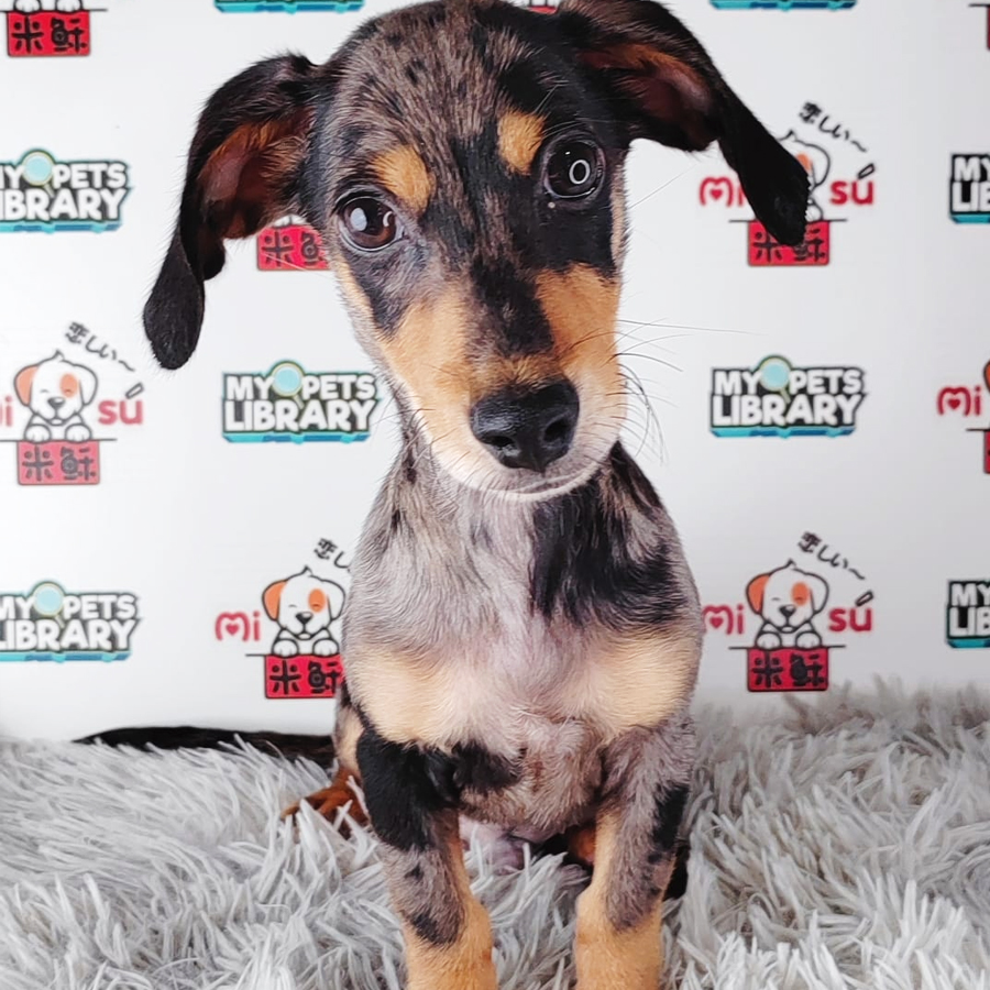 Miniature Dachshund Puppy (Male) For Sale