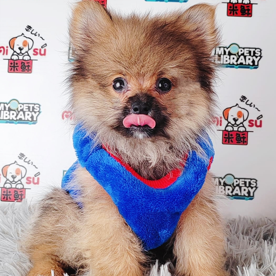 Pomeranian Puppy (Male) For Sale