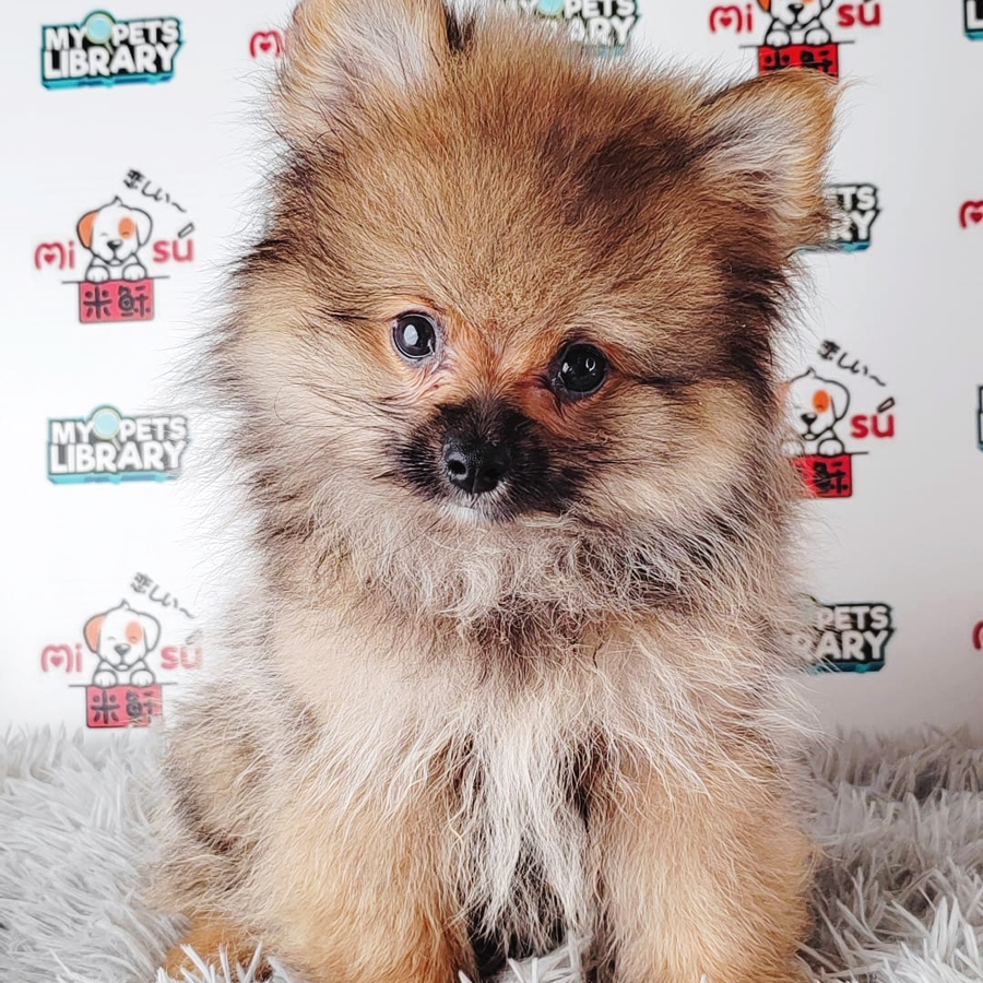 Pomeranian Puppy (Male) For Sale
