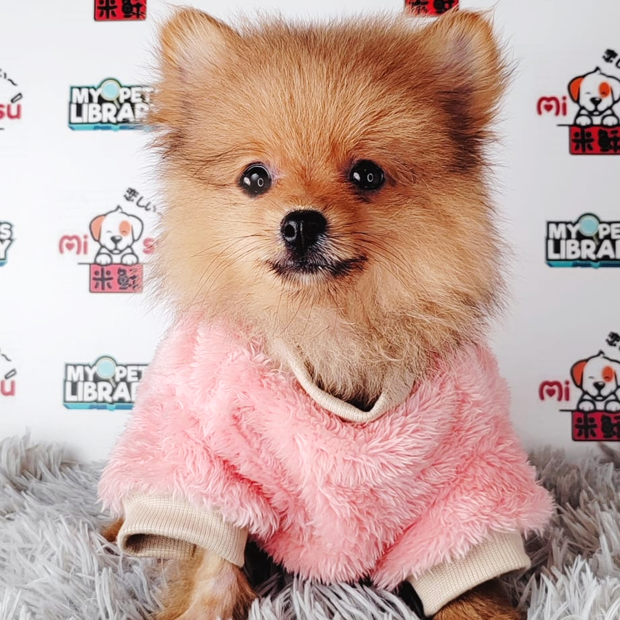 Pomeranian Puppy (Male) For Sale