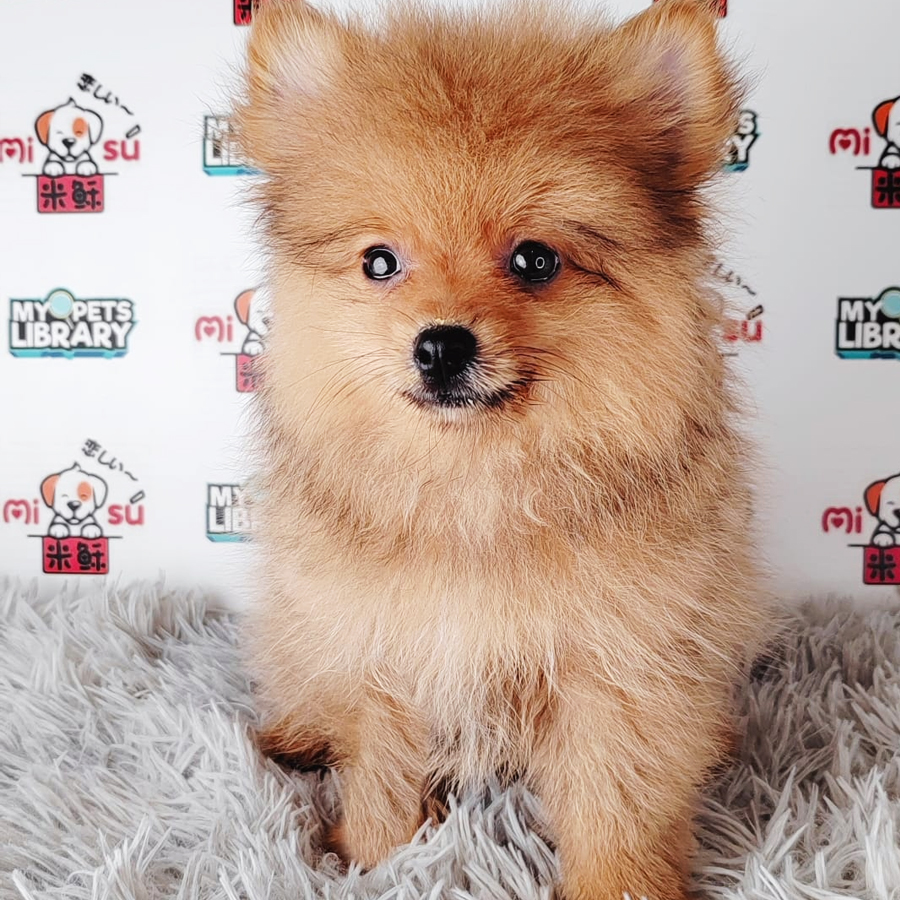 Pomeranian Puppy (Male) For Sale