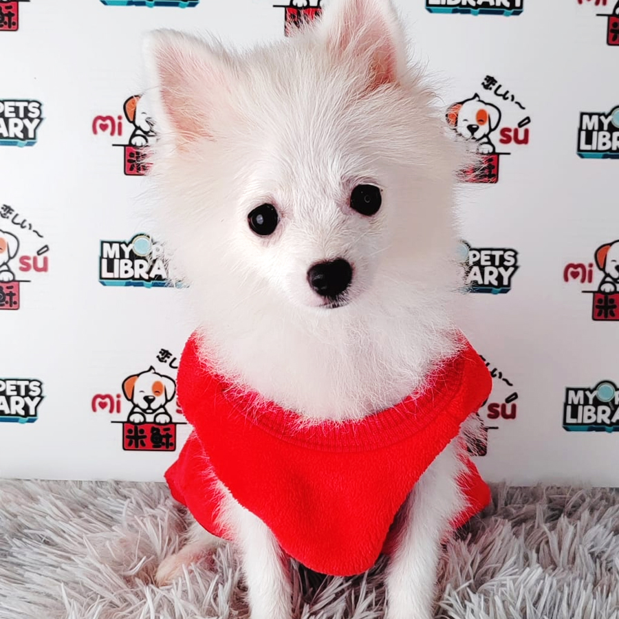 Pomeranian Puppy (Female) For Sale