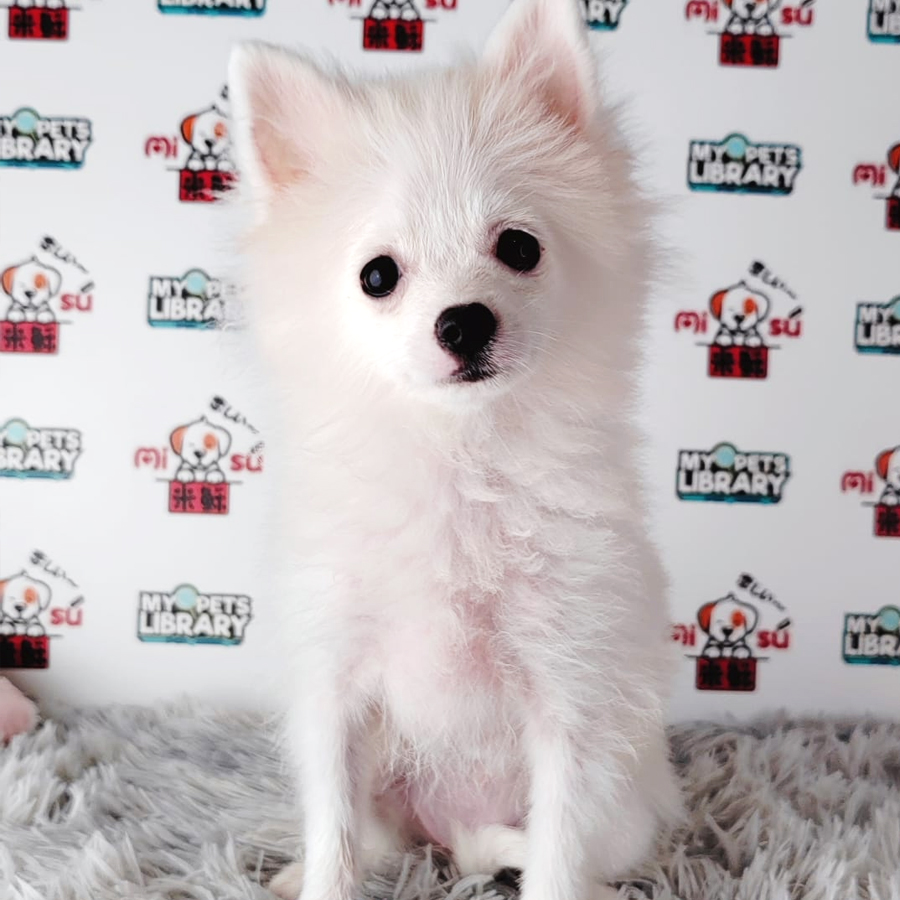 Pomeranian Puppy (Female) For Sale