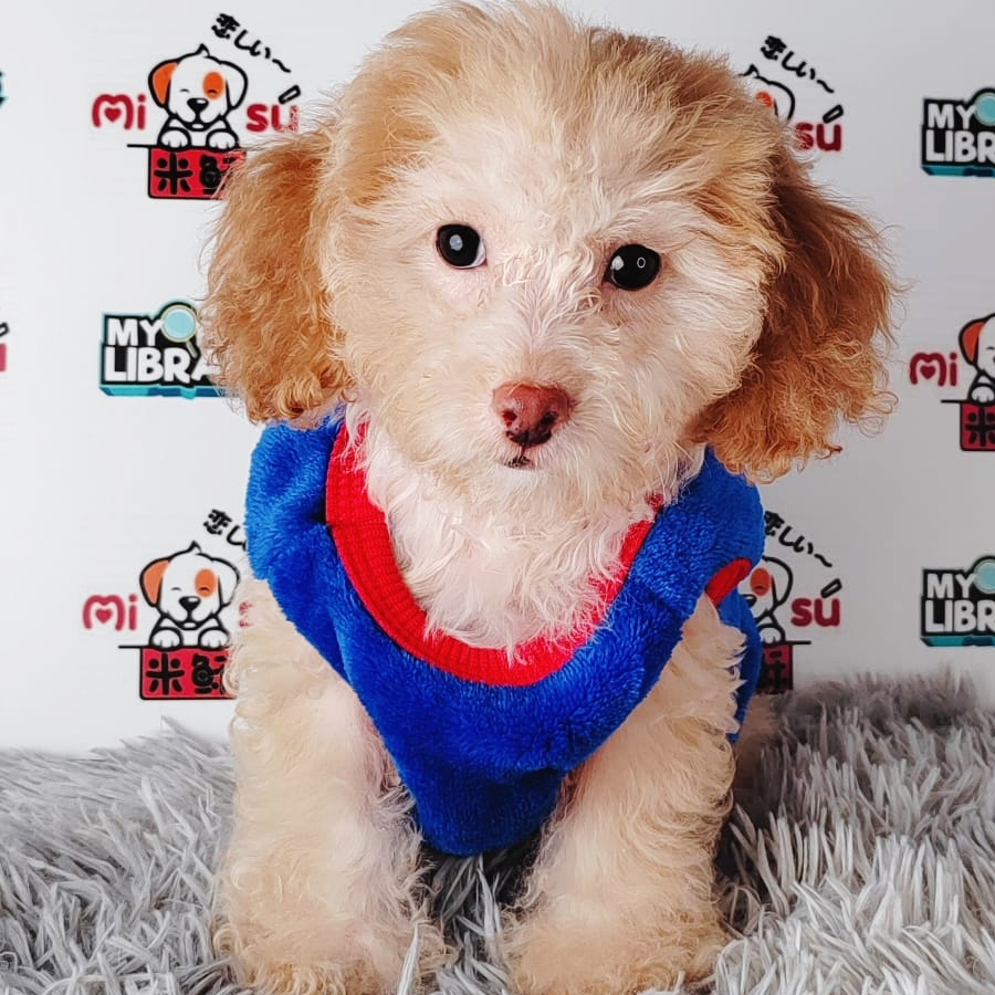 Tiny Poodle Puppy (Female) For Sale