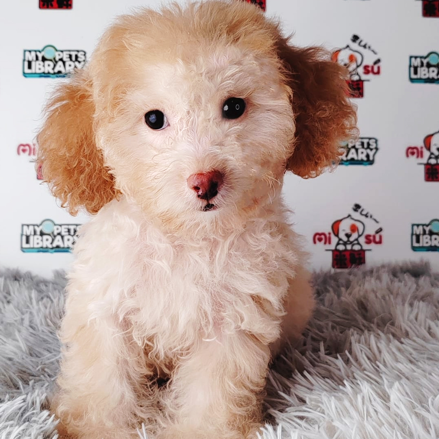 Tiny Poodle Puppy (Female) For Sale