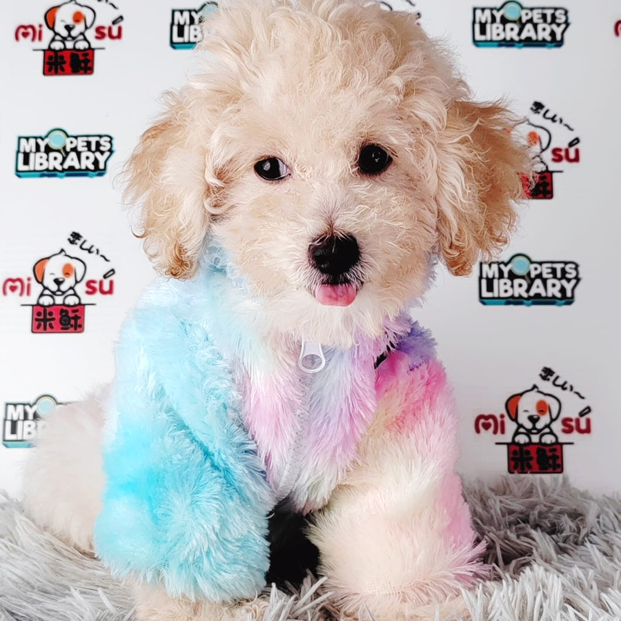 Tiny Poodle Puppy (Male) For Sale