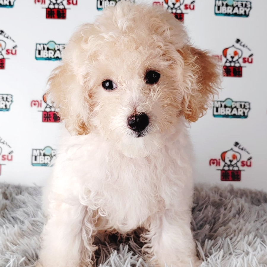 Tiny Poodle Puppy (Male) For Sale