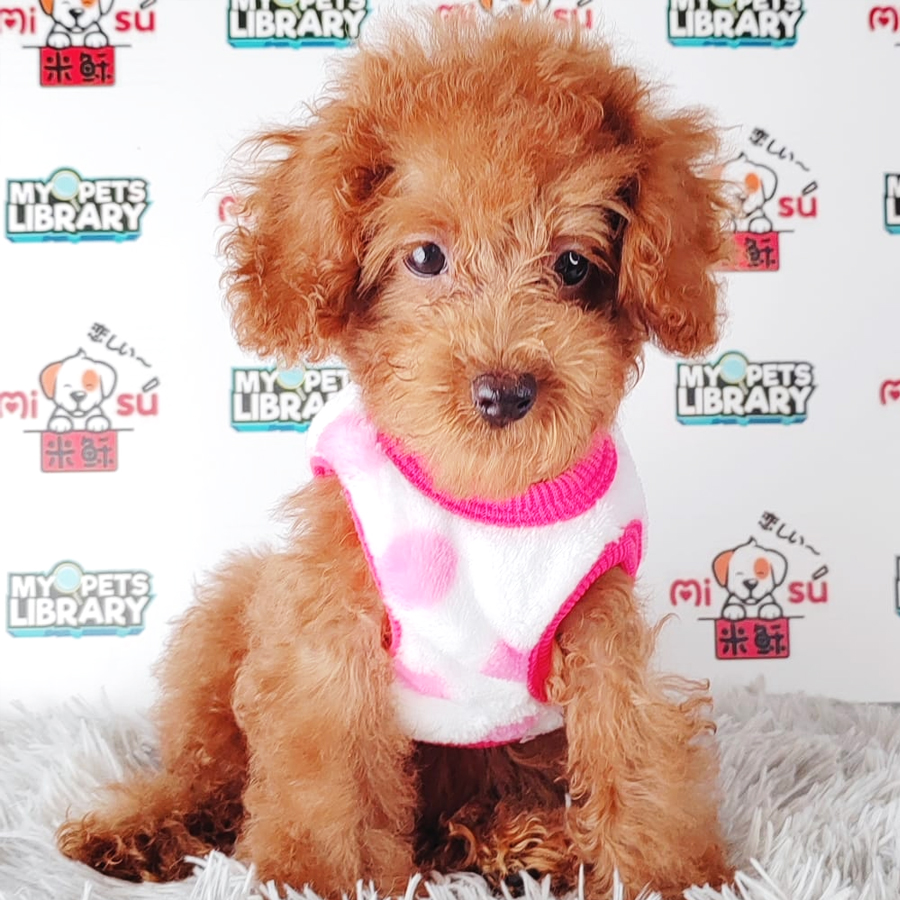 Toy Poodle Puppy (Female) For Sale