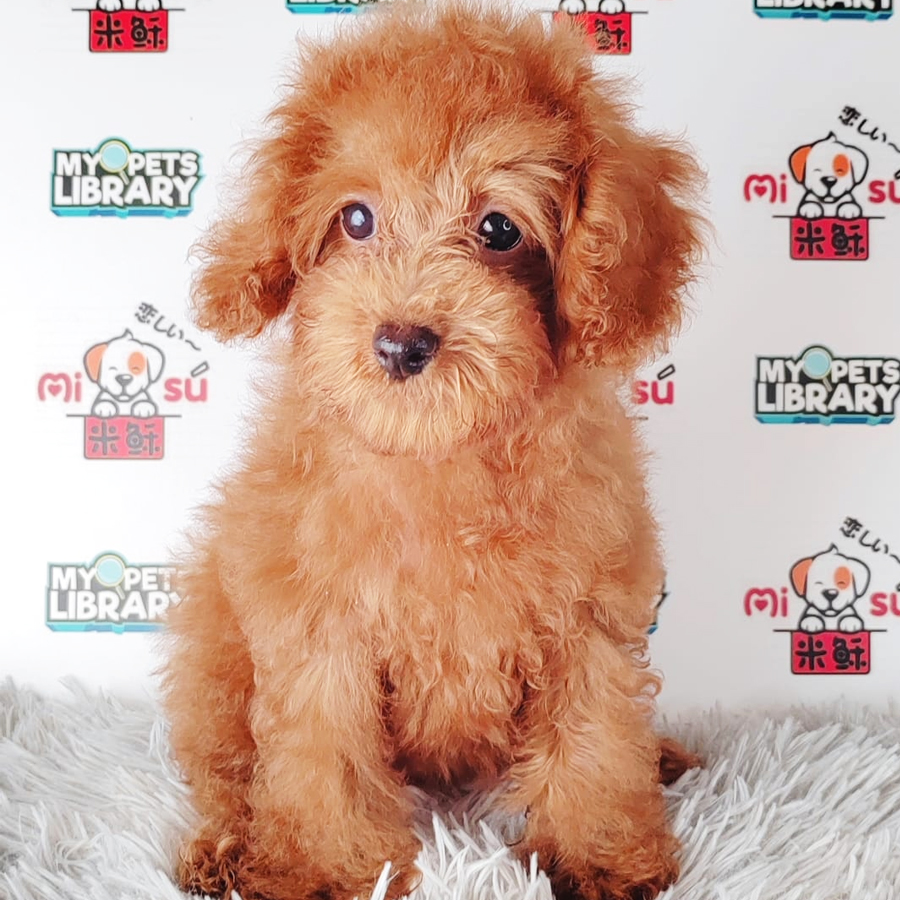 Toy Poodle Puppy (Female) For Sale