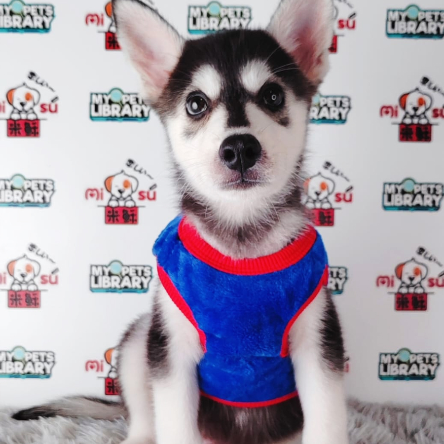 Siberian Husky Puppy (Male) For Sale